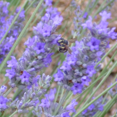 Lavender Essential Oil Population 2